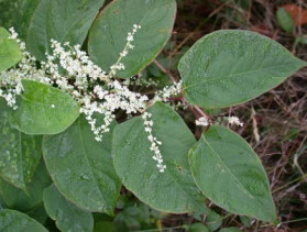 Parkslirekne i blomst