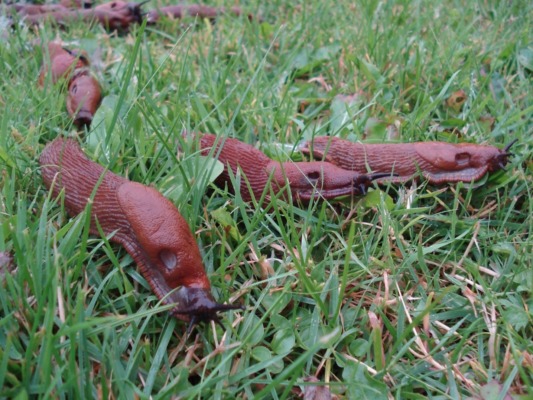 Brunskogsnegle