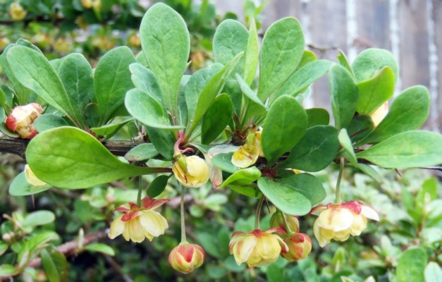 Hostberberberis1