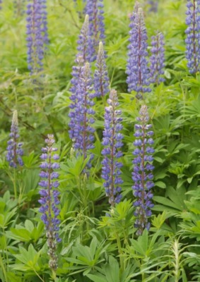 Lupin
