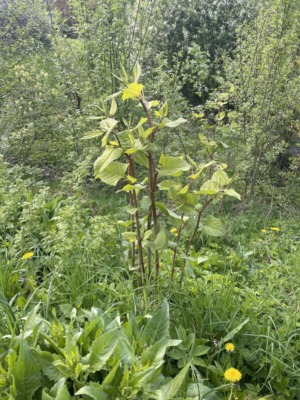 Parkslirekne3