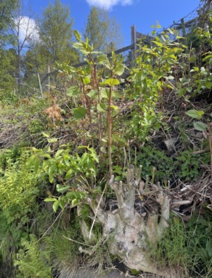 Parkslirekne4