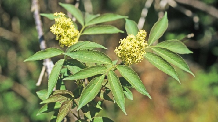 Rodhyll1