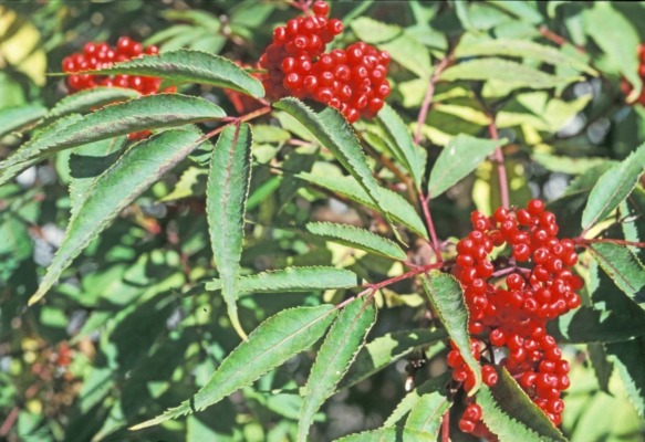 Rodhyll2