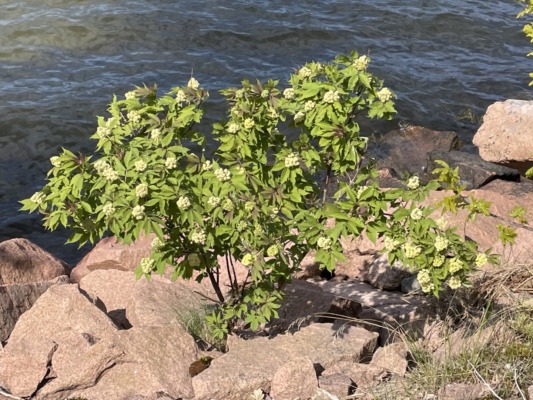 Rodhyll3